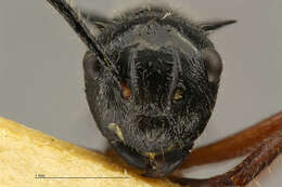 صورة Polyrhachis furcata Smith 1858