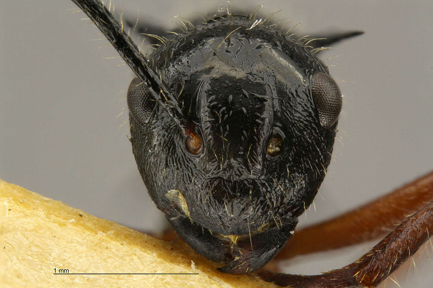 Image de Polyrhachis