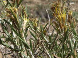 Image of Parry's rabbitbrush