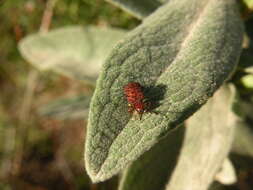 Dicladispa (Dicladispa) testacea (Linnaeus 1767) resmi