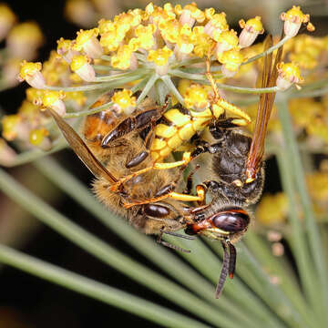 Image of European beewolf