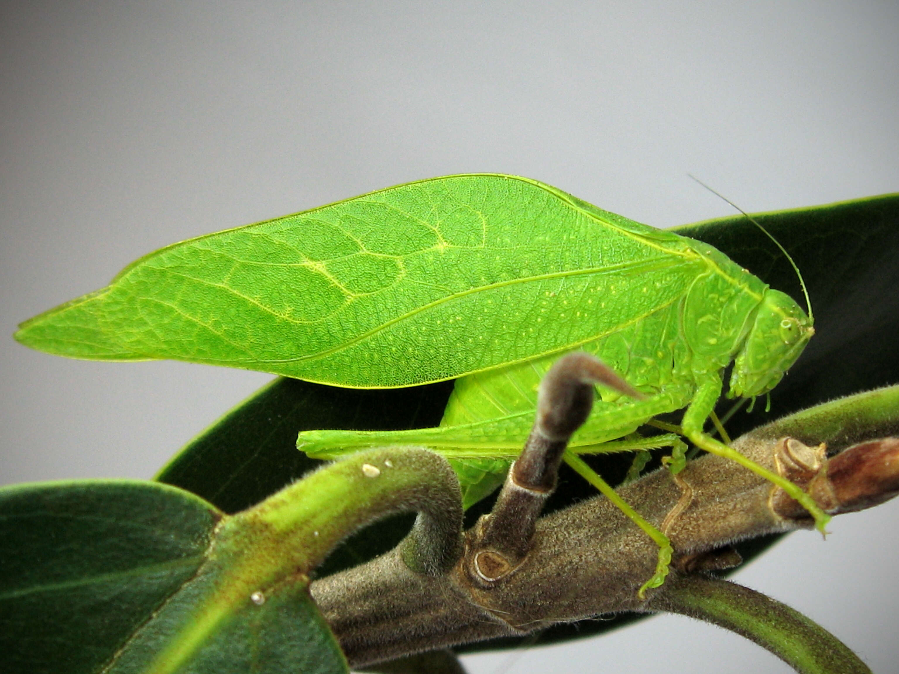 Image of Angle-wing Katydids