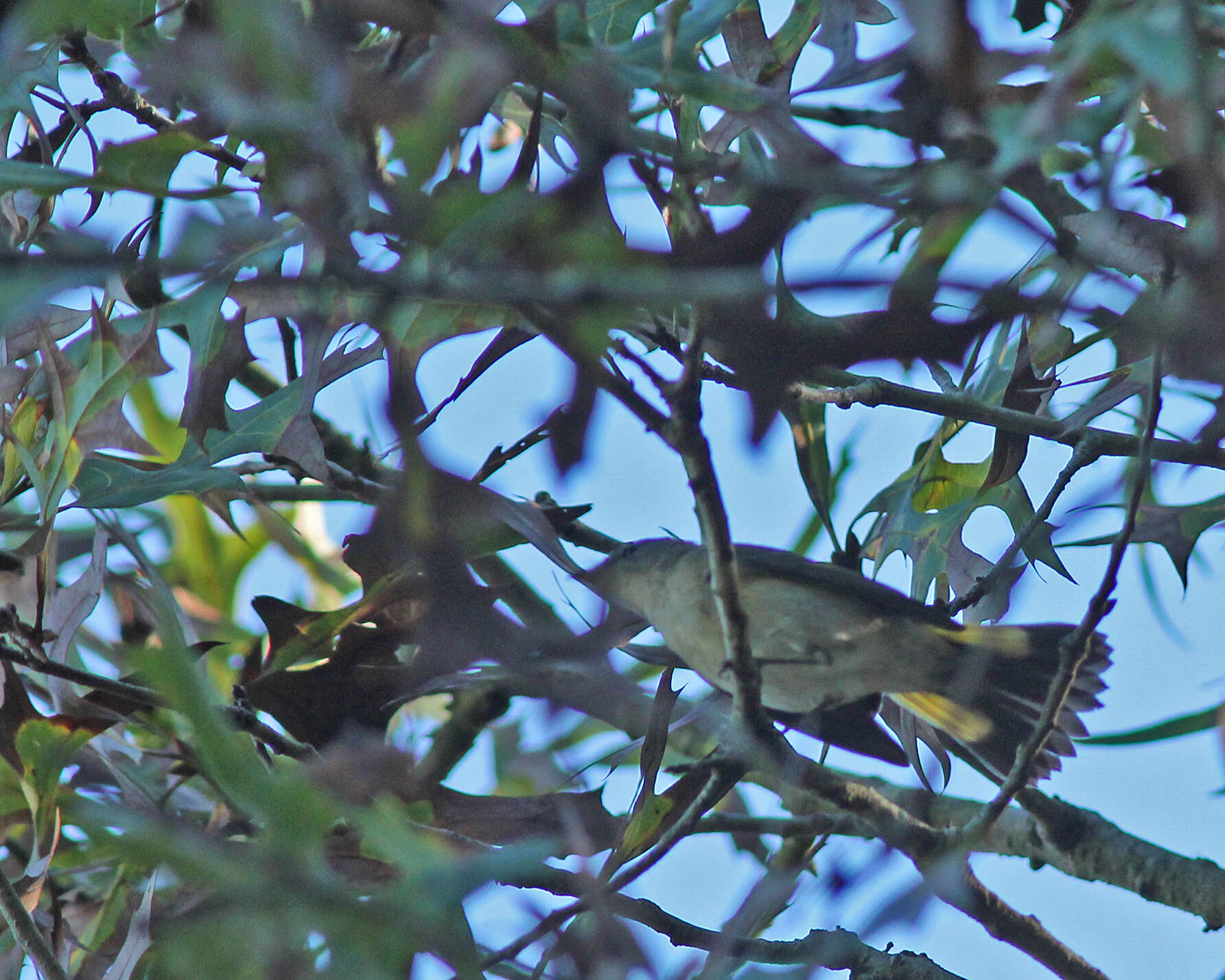 Image de Paruline flamboyante