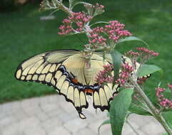 Image of Eastern Giant Swallowtail