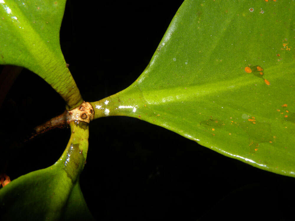 Image of Psittacanthus corynocephalus Eichl.