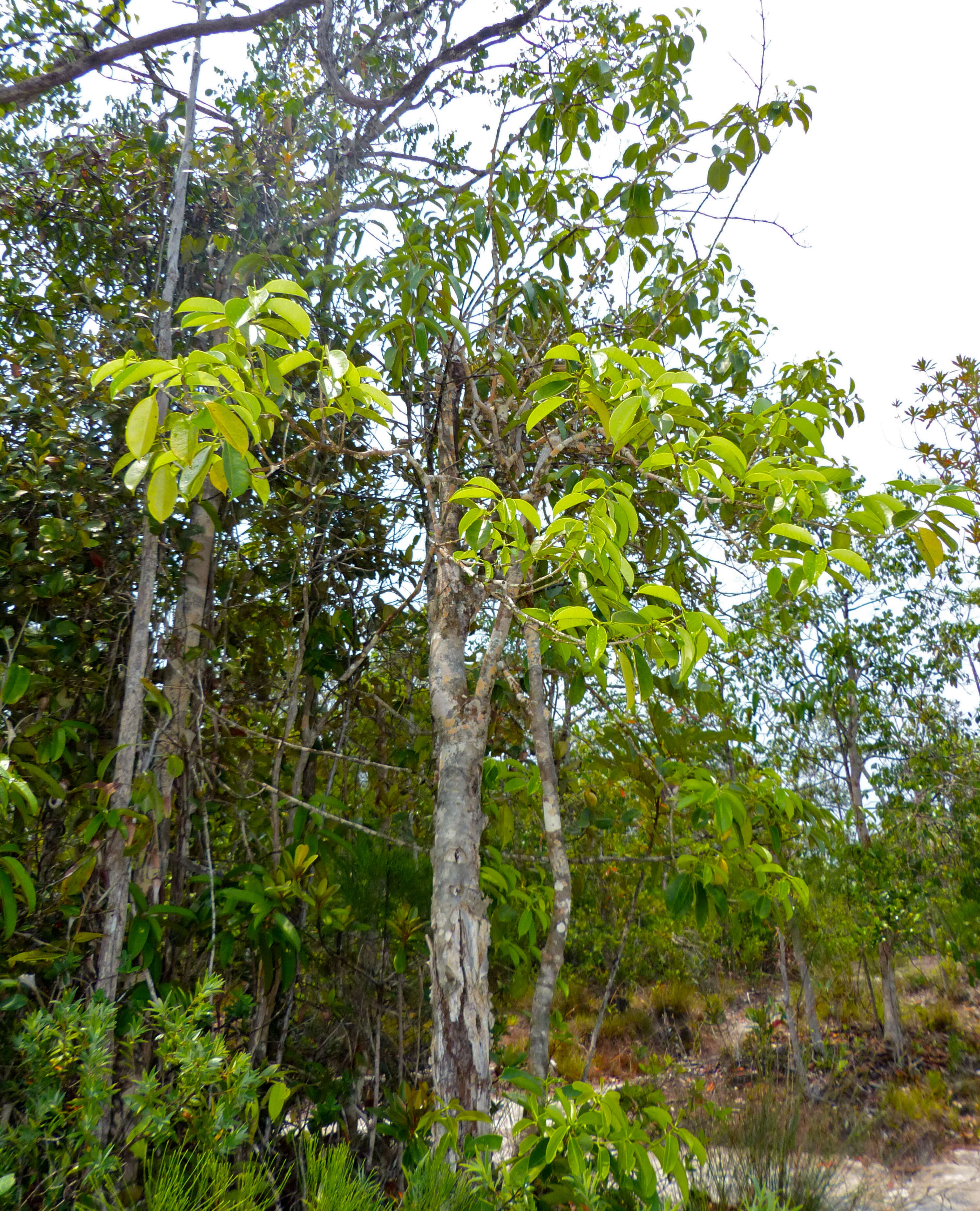 Ilex cymosa Bl. resmi