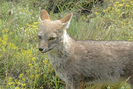 Image of South American fox