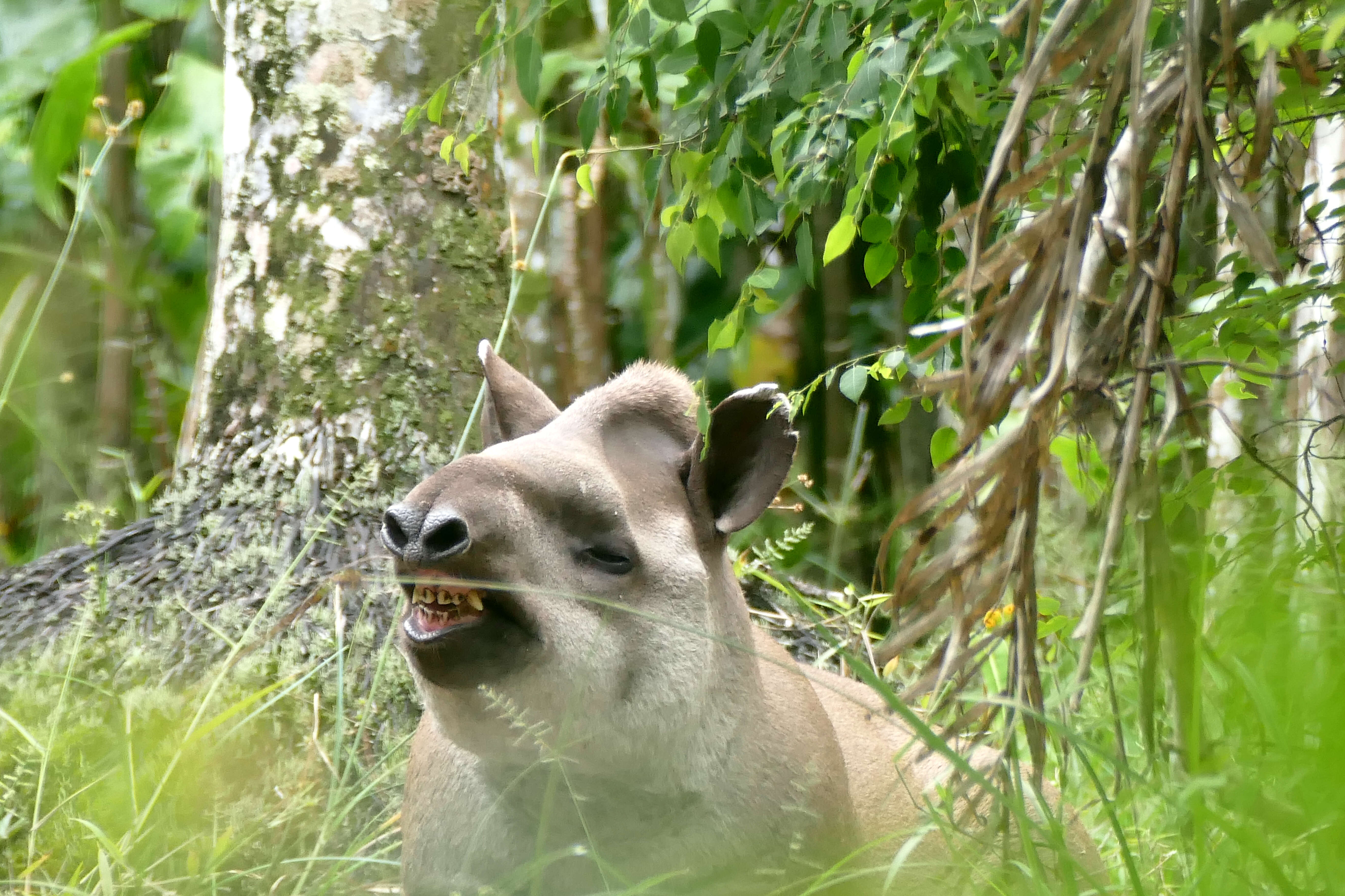 Image de Tapir D'Amérique