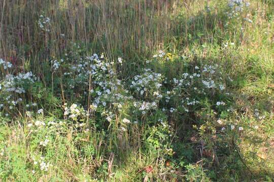 Image of aster