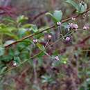 Plancia ëd Lippia oxycnemis Schauer