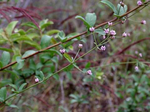 Image of Lippia oxycnemis Schauer