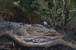 Image of crocodiles