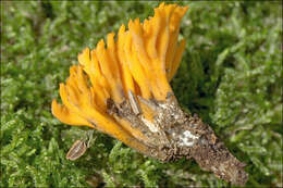 Imagem de Calocera viscosa (Pers.) Fr. 1821