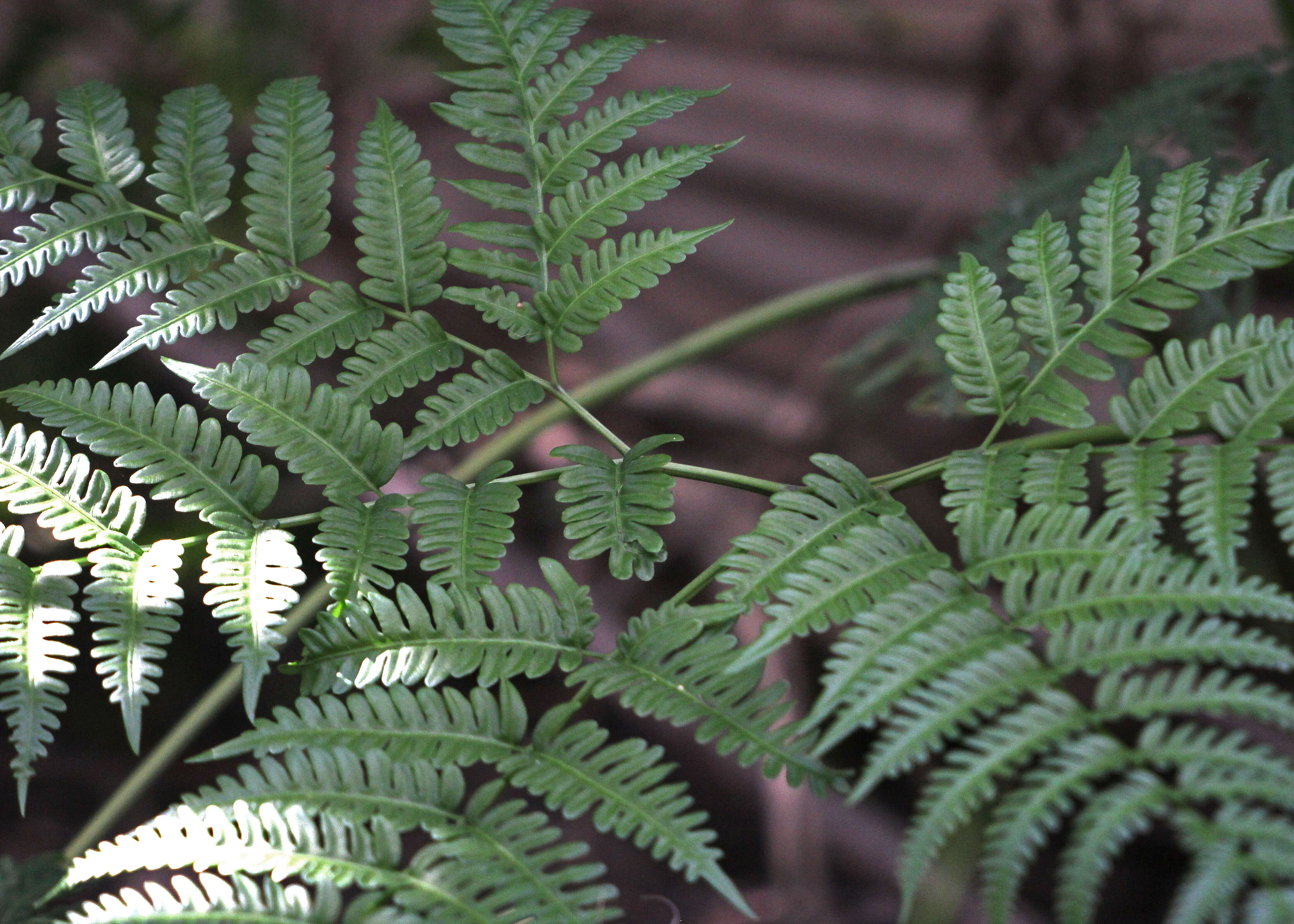 Imagem de Pteris tripartita Sw.