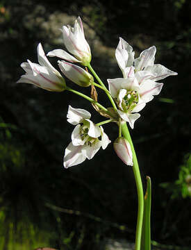 Image of false garlic