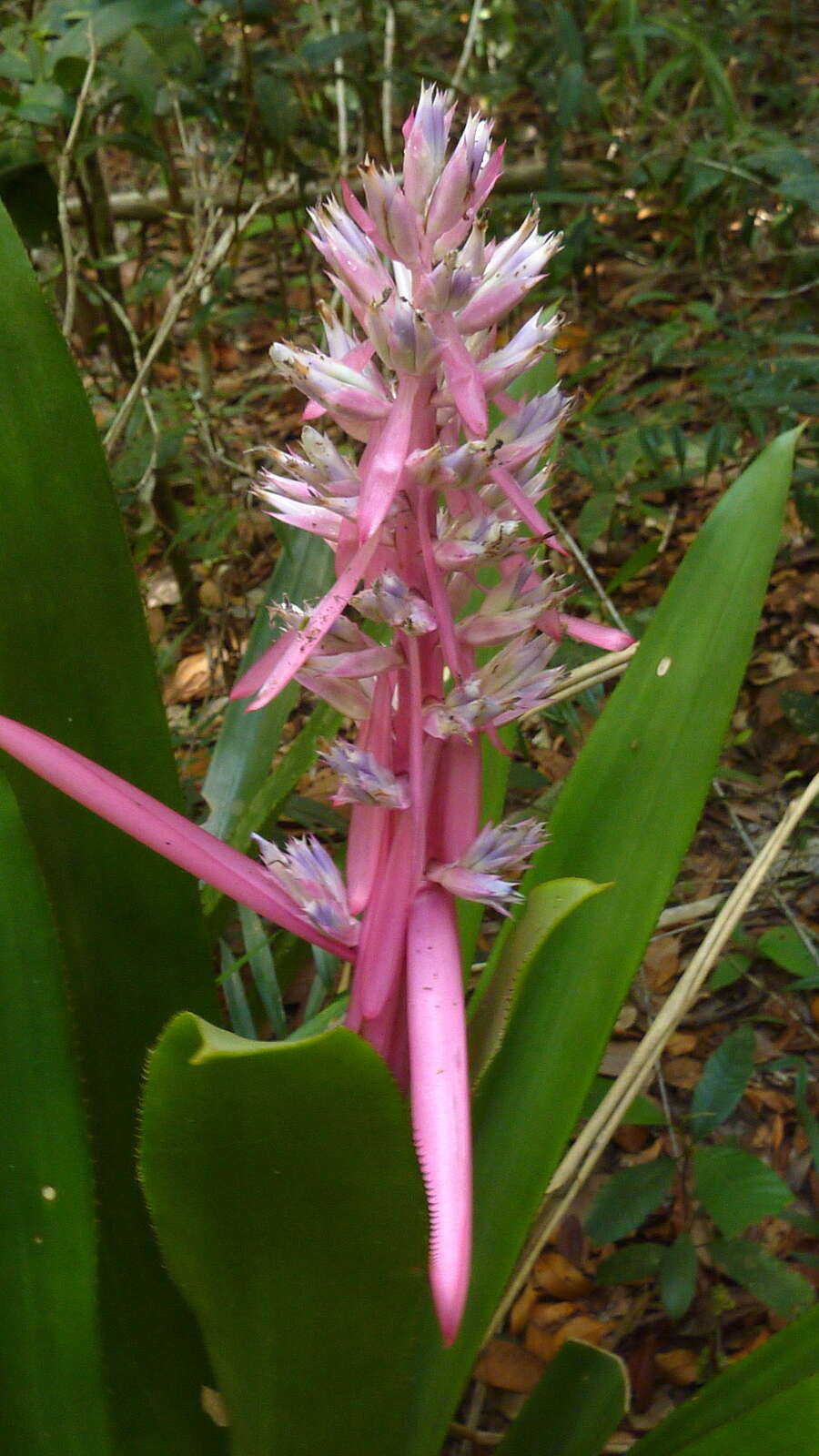 Image of Aechmea marauensis Leme