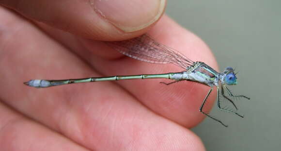 Image of Lestes Leach ex Brewster 1815