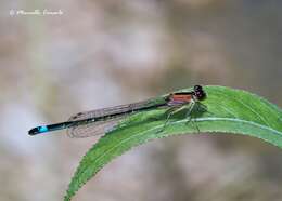 Image of Common Bluetail