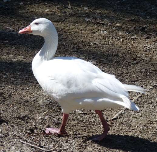 Imagem de Anser caerulescens (Linnaeus 1758)