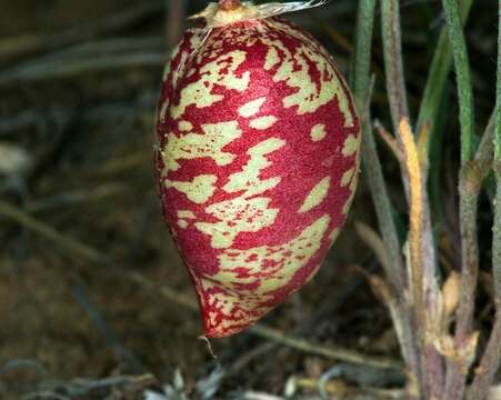 Image of painted milkvetch