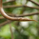 صورة Langaha madagascariensis Bonaterre 1790