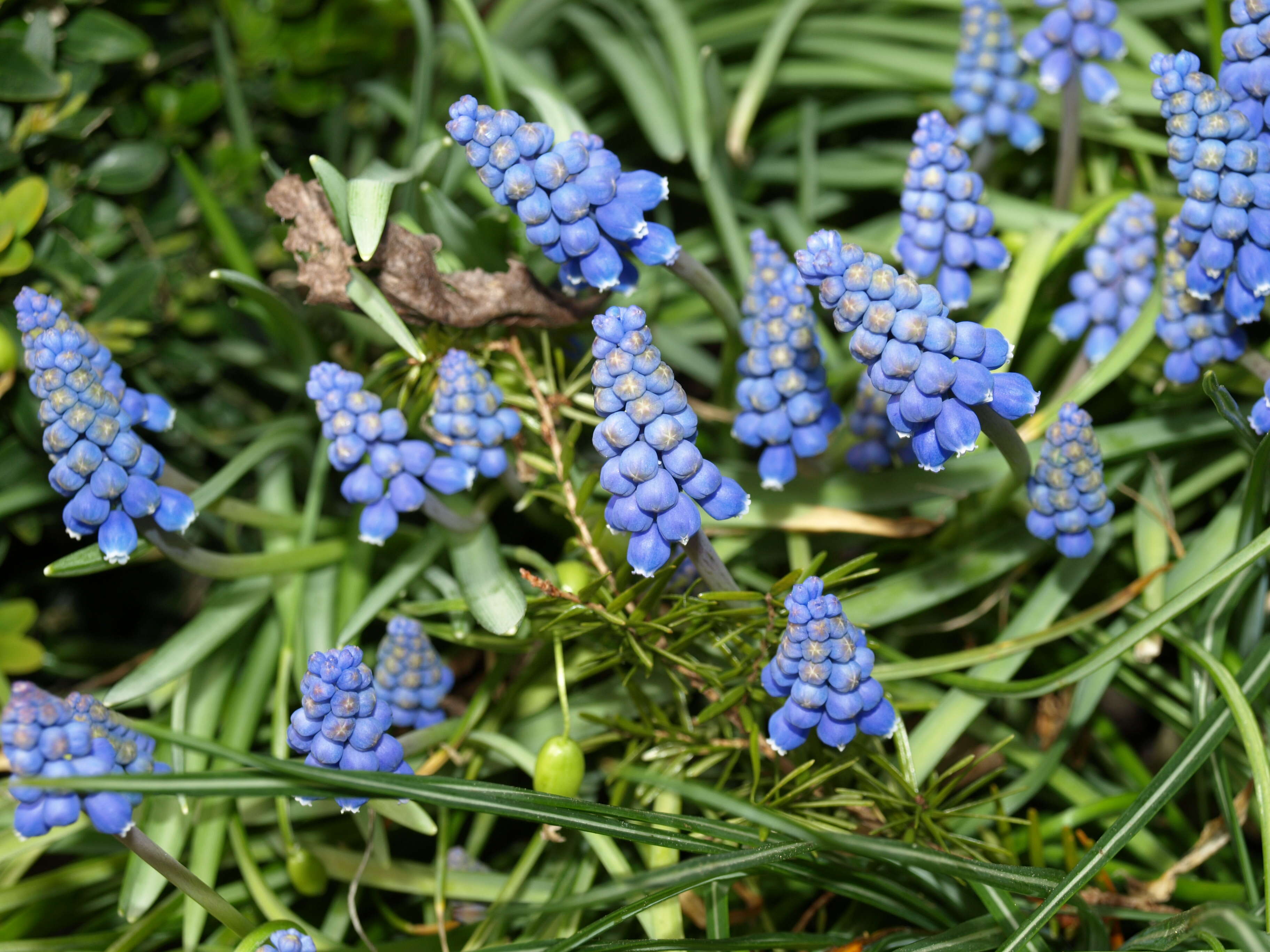 Sivun Hyacinthaceae kuva