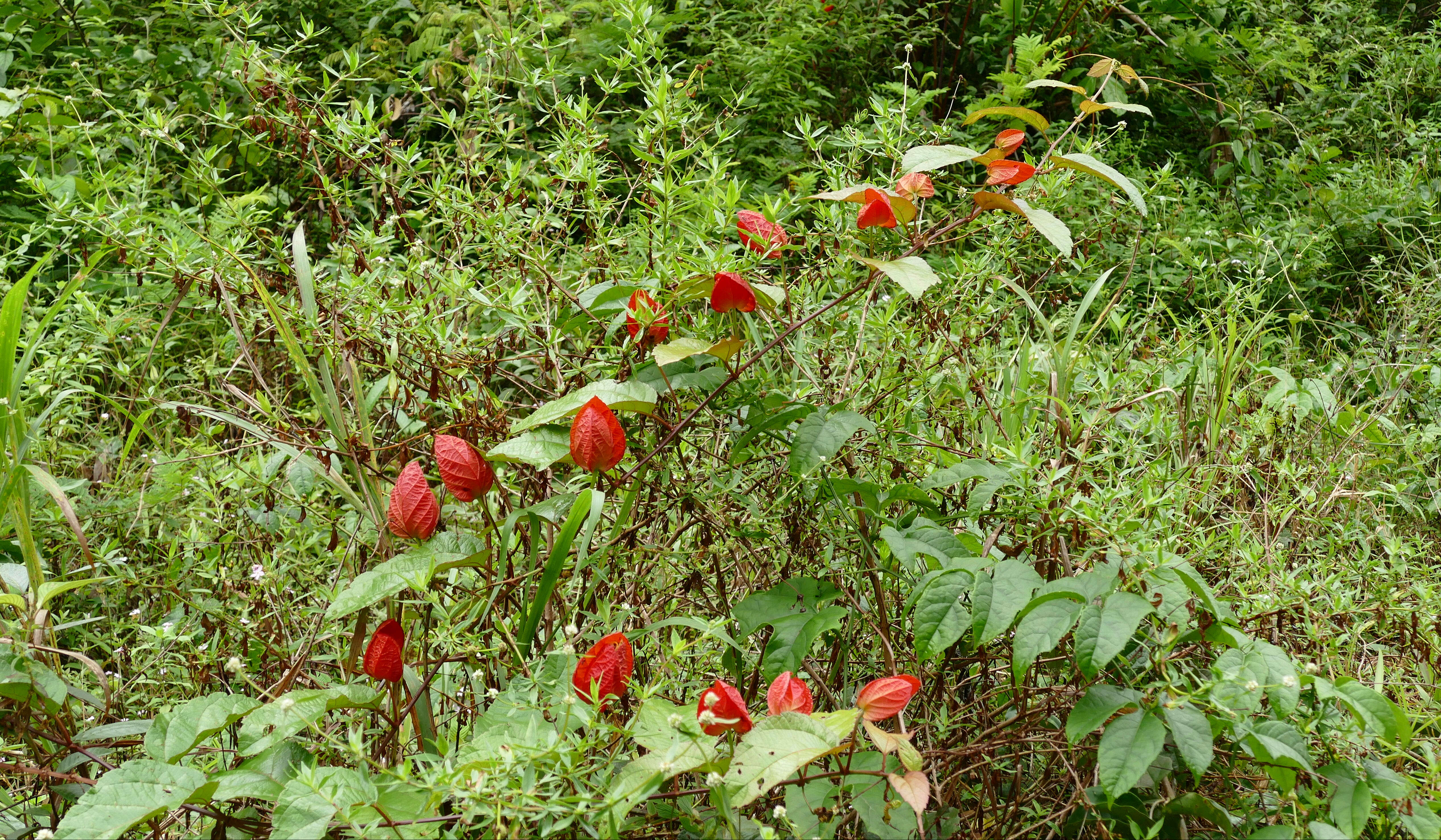 Image of scarlet passionflower