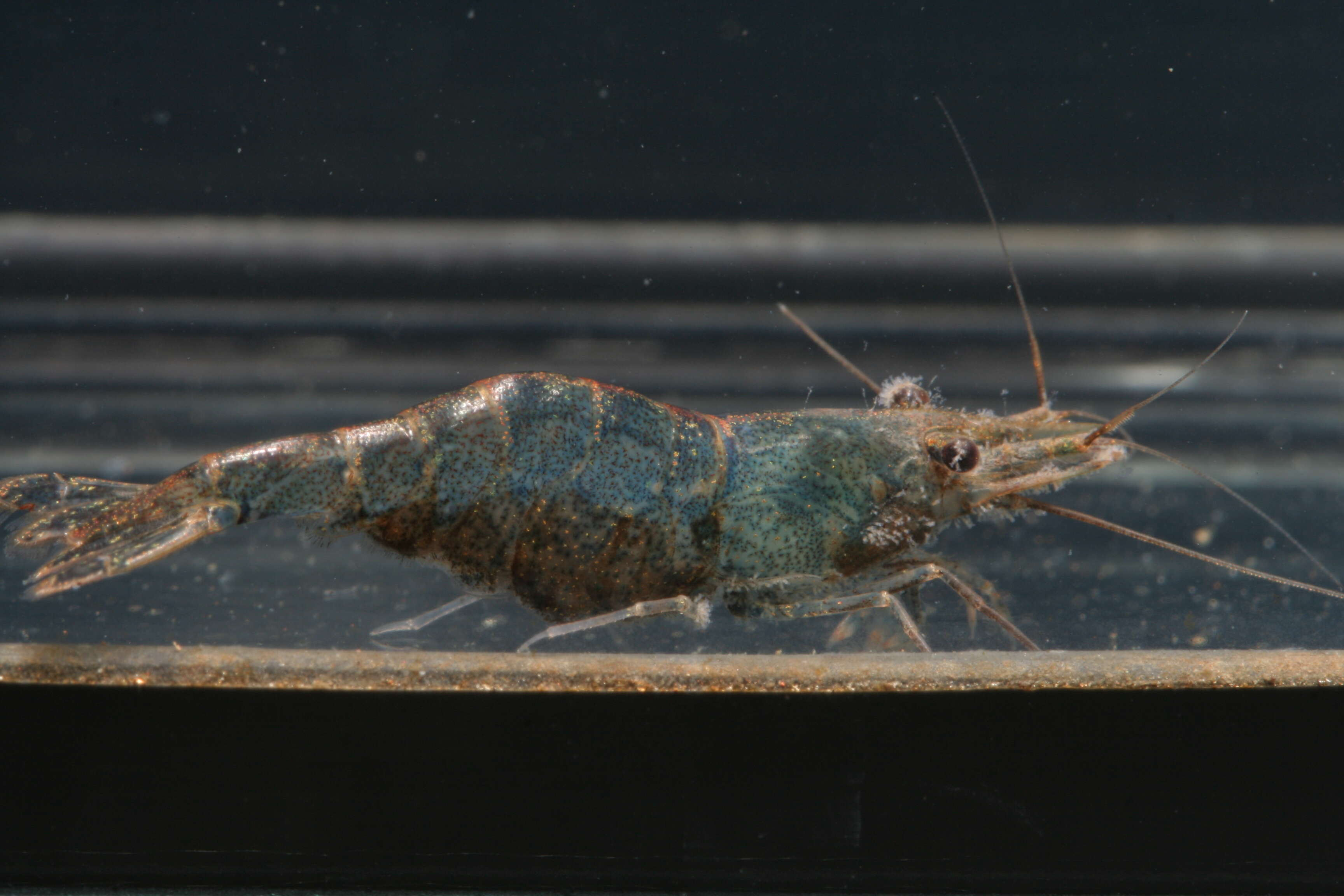 Image of Caridina africana Kingsley 1882