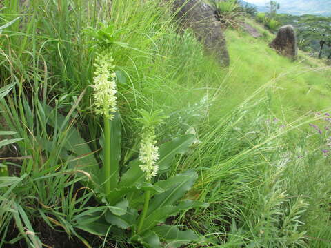 Image of Eucomis