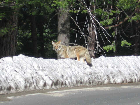 Image of American jackal