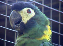 Image of Aves