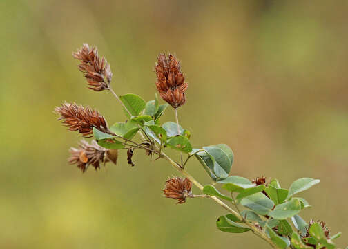 Image de Lespedeza hirta (L.) Hornem.