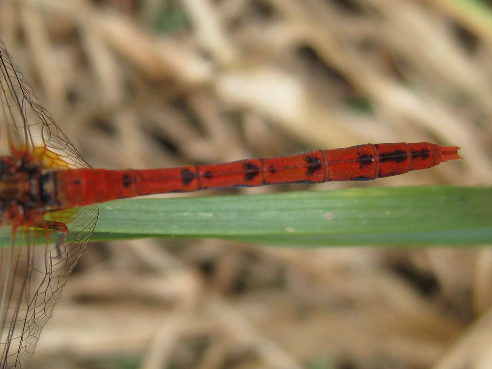 Imagem de Diplacodes bipunctata (Brauer 1865)