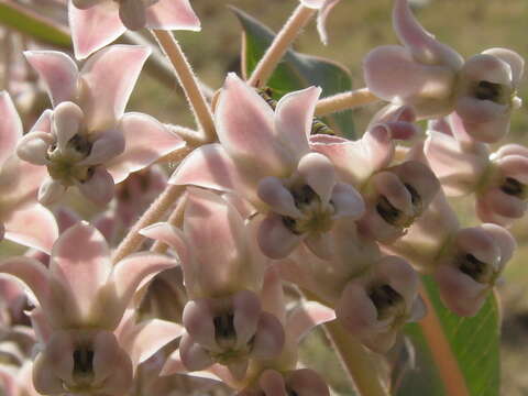 Image of milkweed