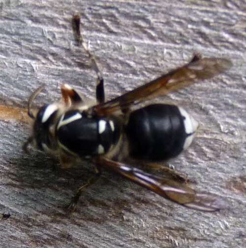 Image of Bald-faced Hornet