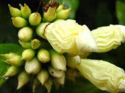 صورة Cordia pilosa M. Stapf & Taroda