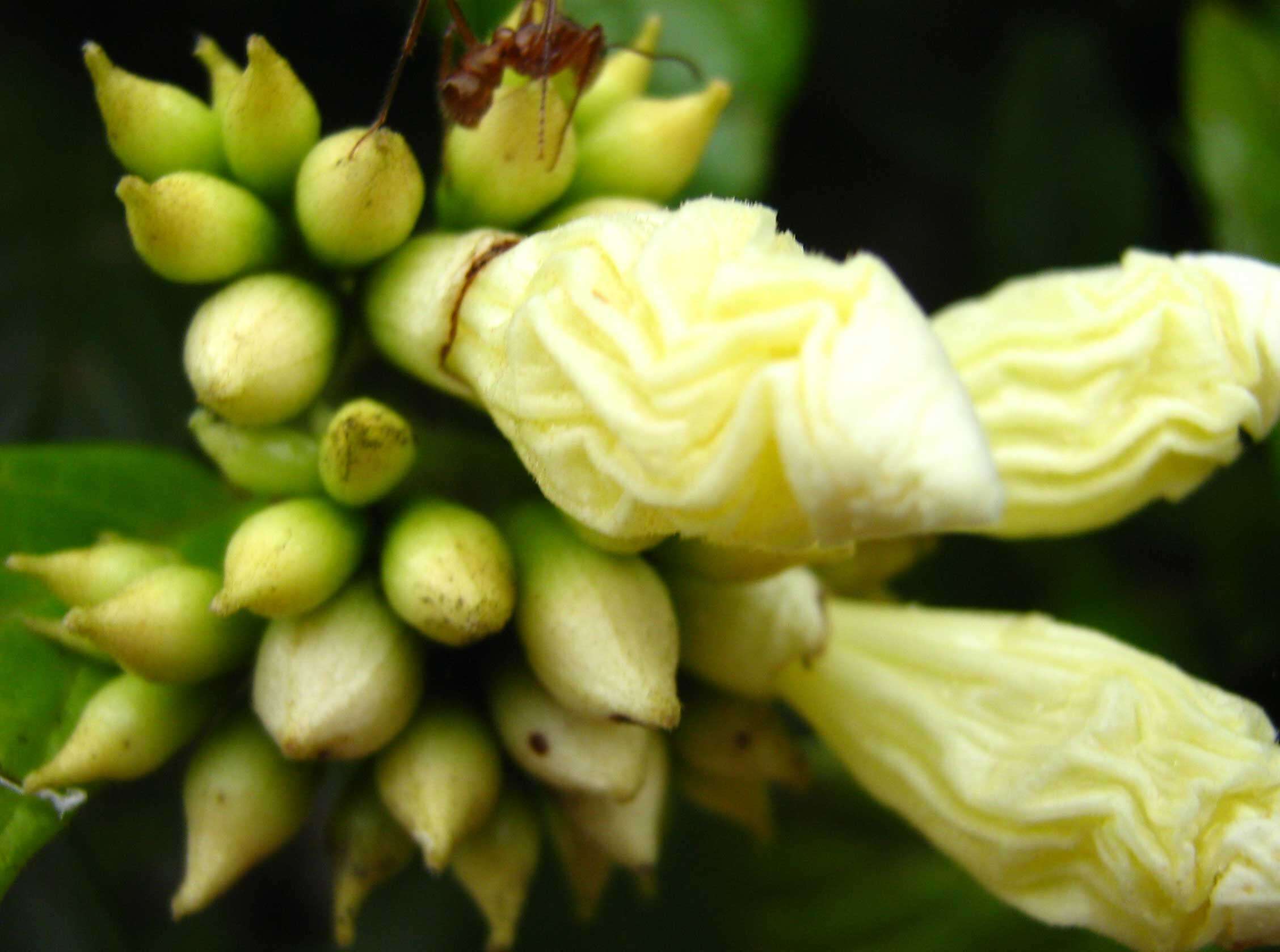 صورة Cordia pilosa M. Stapf & Taroda