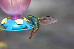 Image of Sabrewing