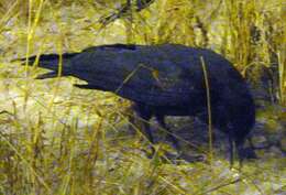 Image of Black Crow