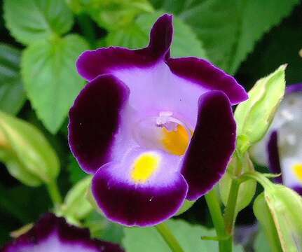 Image de Torenia