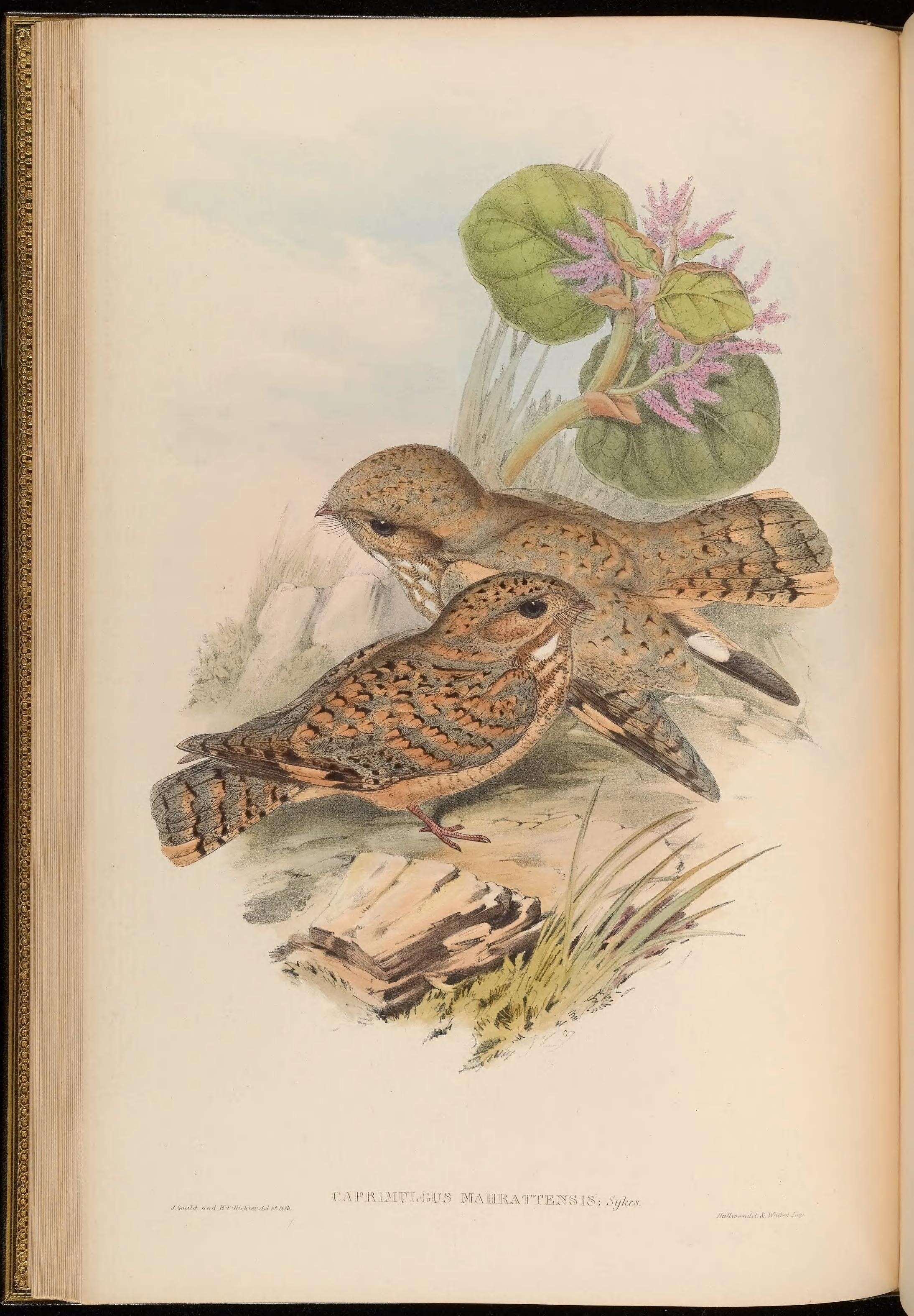 Слика од Caprimulgus mahrattensis Sykes 1832