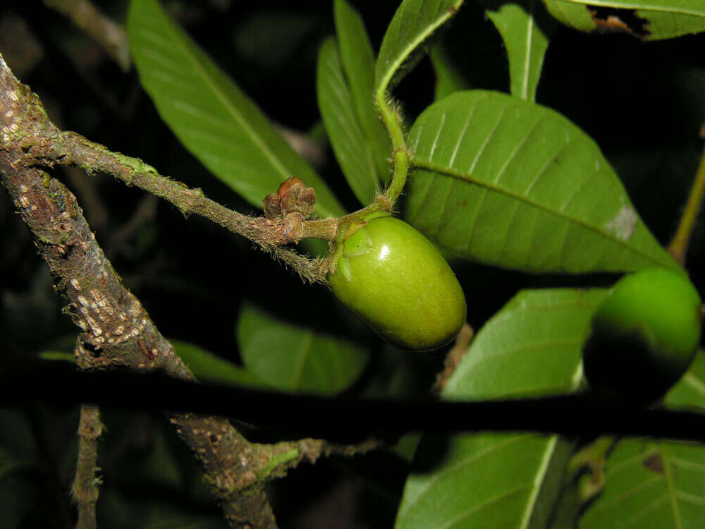 Plancia ëd Pseudolmedia glabrata (Liebm.) C. C. Berg