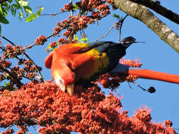 Image of Scarlet Macaw