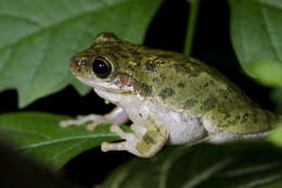 Image of Barking Treefrog