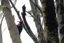 Image of Magellanic Woodpecker