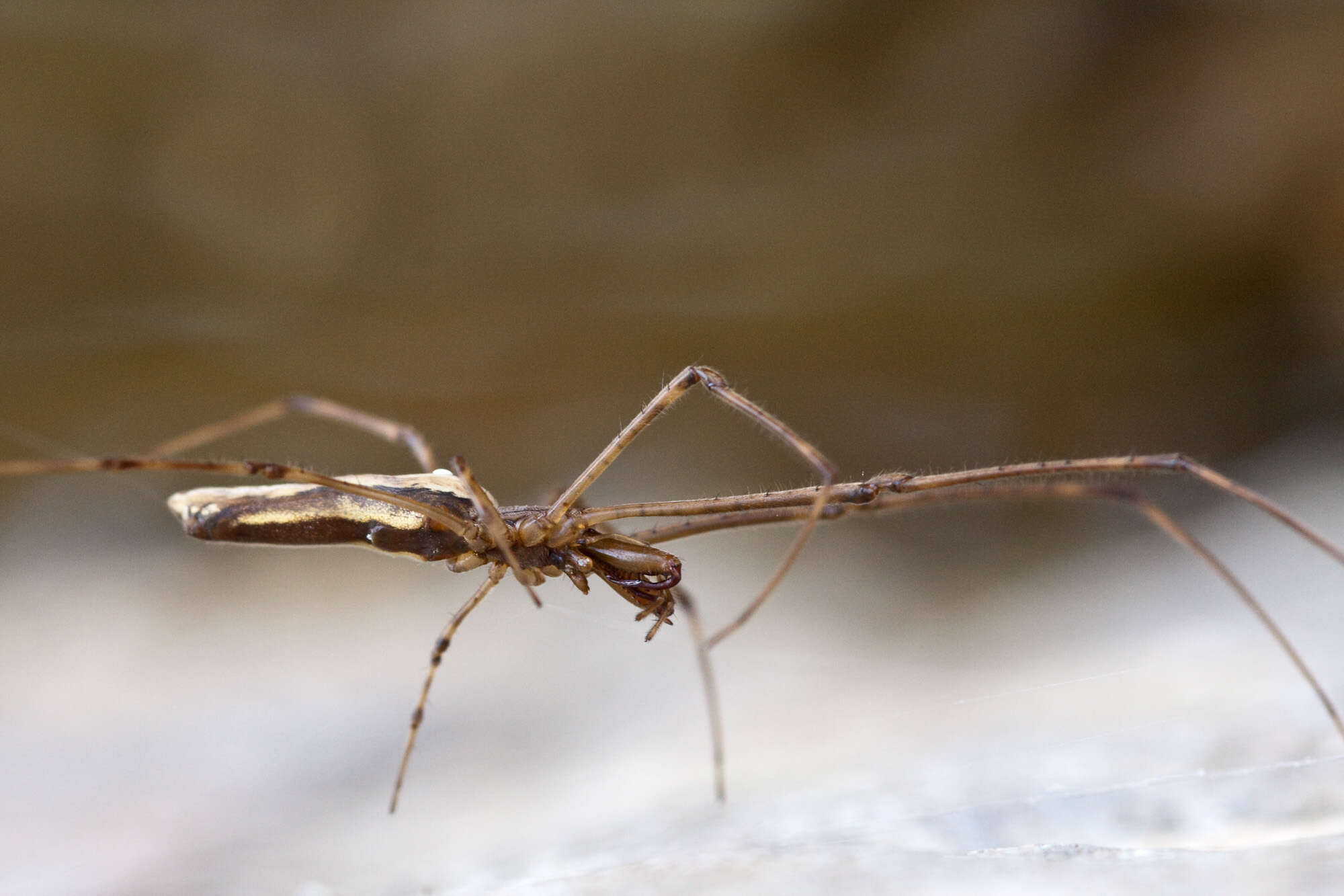 Image of Tetragnatha