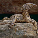 Image of Perentie