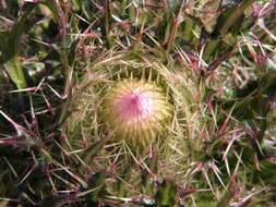 Image of yellow thistle