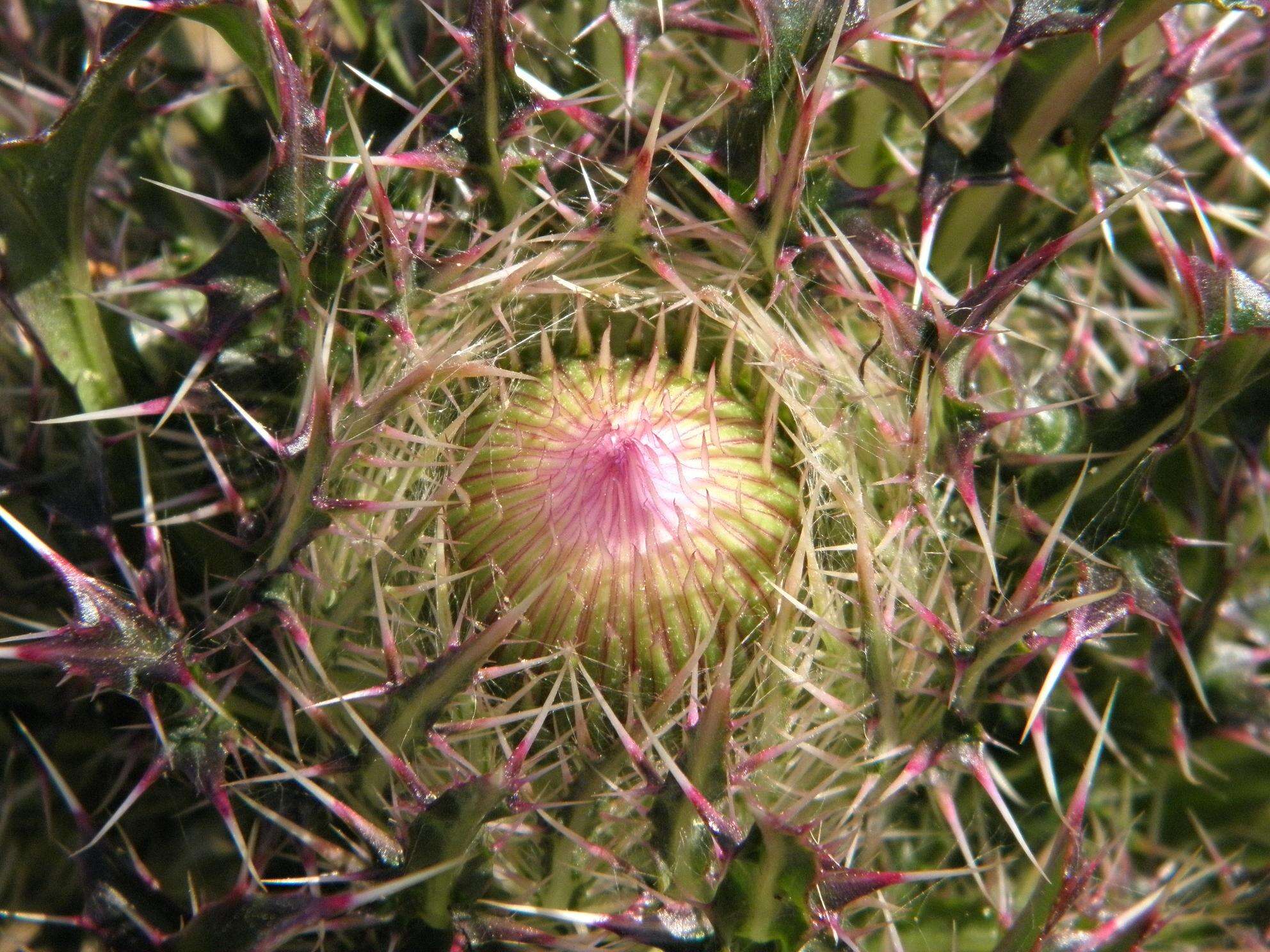 Image of yellow thistle