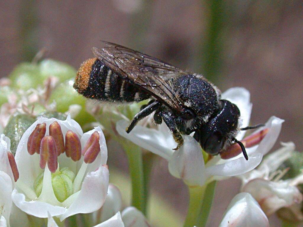 Image of Megachile leucopyga Smith 1853